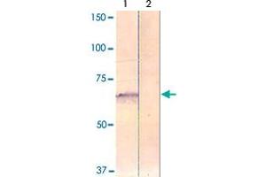 The cell lysate derived from HEK 293 cells was immunoprobed by PAK4 (phospho S474) polyclonal antibody  at 1 : 500. (PAK4 anticorps  (pSer474))