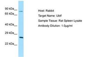 Image no. 1 for anti-Upstream Binding Transcription Factor, RNA Polymerase I (UBTF) (N-Term) antibody (ABIN6749852) (UBTF anticorps  (N-Term))