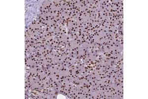 Immunohistochemical staining (Formalin-fixed paraffin-embedded sections) of human pancreas with AKAP8 polyclonal antibody  shows strong nuclear positivity in exocrine glandular cells. (AKAP8 anticorps)