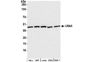 anti-Ubiquitin-Like Modifier Activating Enzyme 5 (UBA5) (AA 325-375) antibody