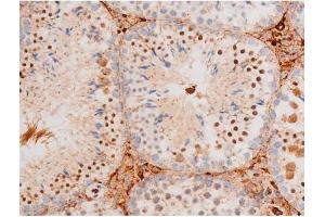 ABIN6267578 at 1/200 staining Mouse testis tissue sections by IHC-P.