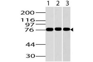 Image no. 1 for Goat anti-Mouse IgG antibody (HRP) (ABIN5027922) (Chèvre anti-Souris IgG Anticorps (HRP))