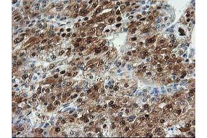 Image no. 4 for anti-Aminoacylase 1 (ACY1) antibody (ABIN1496456) (Aminoacylase 1 anticorps)