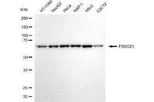 anti-F-Box Protein 21 (FBXO21) antibody