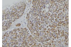 ABIN6277098 at 1/100 staining Human pancreas tissue by IHC-P.