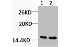 Western blot analysis of 1) Hela, 2) 3T3, diluted at 1:1000. (HIST1H3A/HIST2H3A/H3F3A (H3R26me) anticorps)