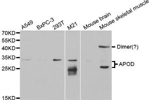 Western blot analysis of extracts of various cell lines, using APOD antibody (ABIN5973043) at 1/1000 dilution. (Apolipoprotein D anticorps)