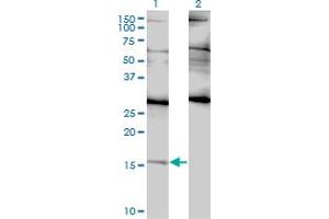Western Blot analysis of ID2 expression in transfected 293T cell line by ID2 monoclonal antibody (M01), clone 3C3. (Id2 anticorps  (AA 1-134))