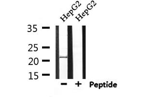 Western blot analysis of extracts from HepG2, using GAS3 Antibody.