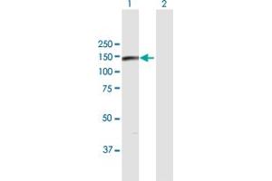 Western Blot analysis of EIF4ENIF1 expression in transfected 293T cell line by EIF4ENIF1 MaxPab polyclonal antibody.