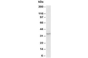 Western blot testing of Morg1 antibody and rat brain tissue lysate (MORG1 anticorps  (N-Term))