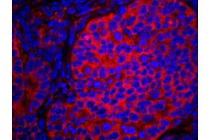 Immunofluorescence (IF) image for anti-eIF2 alpha/eif2s1 (C-Term) antibody (ABIN7448959) (eIF2 alpha/eif2s1 (C-Term) anticorps)