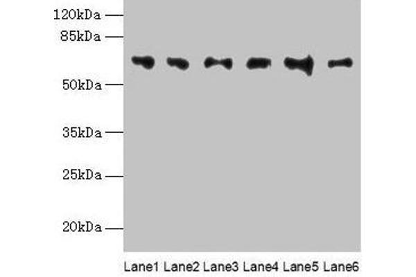 FBXO24 antibody  (AA 1-200)