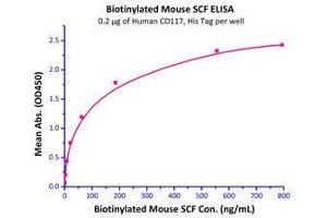 Immobilized Human CD117, His Tag (Cat# CD7-H52H4) at 2 μg/mL (100 μl/well) can bind Biotinylated Mouse SCF (Cat# SCF-M8228) with a linear range of 0.