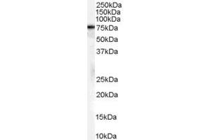 Western Blotting (WB) image for anti-Heat Shock 70kDa Protein 8 (HSPA8) (Internal Region) antibody (ABIN2465231) (Hsc70 anticorps  (Internal Region))