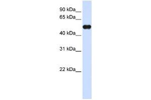 Western Blotting (WB) image for anti-Myeloid Cell Nuclear Differentiation Antigen (MNDA) antibody (ABIN2458298) (MNDA anticorps)