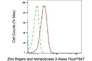 Flow cytometric analysis of Zinc fingers and homeoboxes 2 expression in HeLa cells using Zinc fingers and homeoboxes 2 antibody (ABIN7800905), 1:2,000). (Recombinant ZHX2 anticorps)