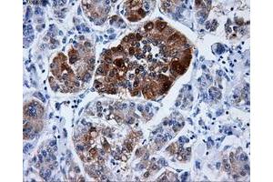 Immunohistochemistry (IHC) image for anti-Dicarbonyl/L-Xylulose Reductase (DCXR) antibody (ABIN1497784) (DCXR anticorps)