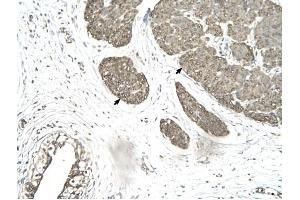 MORF4L1 antibody was used for immunohistochemistry at a concentration of 4-8 ug/ml to stain Smooth muscle cells (arrows) in Human urinary bladder. (MORF4L1 anticorps  (Middle Region))