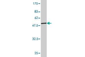 Western Blot detection against Immunogen (53.