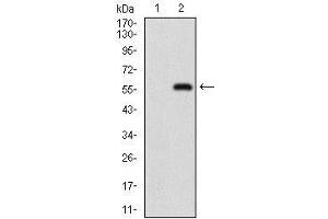 Western blot analysis using NBN mAb against HEK293 (1) and NBN (AA: 467-615)-hIgGFc transfected HEK293 (2) cell lysate.