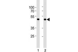 SMAD3 antibody western blot analysis in HepG2 and mouse C2C12 lysate. (SMAD3 anticorps  (AA 186-215))