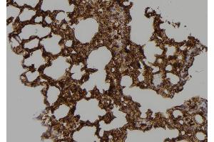 ABIN6268788 at 1/100 staining Mouse lung tissue by IHC-P. (Caspase 9 anticorps  (Cleaved-Asp353))