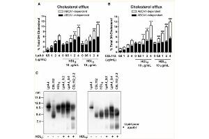 Western Blot of Anti-Apolipoprotein AI.