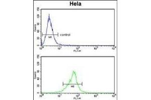 COTL1 Antibody (C-term) (ABIN652766 and ABIN2842503) flow cytometry analysis of Hela cells (bottom histogram) compared to a negative control cell (top histogram).