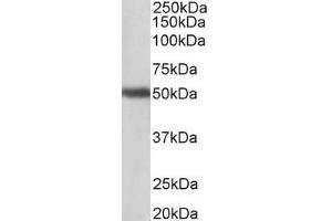 ABIN870697 (1µg/ml) staining of Human Cerebellum lysate (35µg protein in RIPA buffer). (GPR83 anticorps  (AA 17-30))