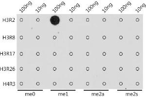 Dot-blot analysis of all sorts of methylation peptides using MonoMethyl-Histone H3-R2 antibody (ABIN3017476, ABIN3017477, ABIN3017478 and ABIN6220105) at 1:1000 dilution.