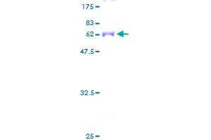 SDS-PAGE (SDS) image for Crystallin, mu (CRYM) (AA 1-314) protein (GST tag) (ABIN1350459)