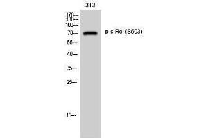 Western Blotting (WB) image for anti-REL proto-oncogene (c-Rel) (pSer503) antibody (ABIN3182729) (c-Rel anticorps  (pSer503))
