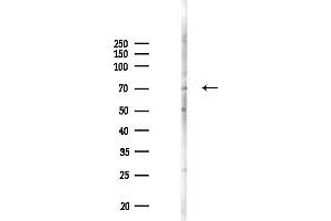 Western blot analysis of lysates from  cells(heat-shock,45 min treatment), using AP Antibody at 1/1000 dilution.