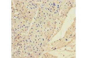 Immunohistochemistry of paraffin-embedded human heart tissue using ABIN7144104 at dilution of 1:100 (ANGPTL2 anticorps  (AA 23-493))