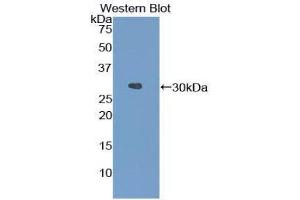 Western Blotting (WB) image for anti-Fibrinogen alpha Chain (FGA) (AA 34-255) antibody (ABIN1858850) (FGA anticorps  (AA 34-255))