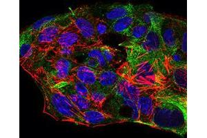 Immunofluorescence analysis of HepG2 cells using SYCP3 mouse mAb (green). (SYCP3 anticorps  (AA 27-128))