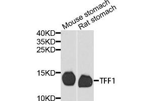 Western blot analysis of extracts of various cells, using TFF1 antibody. (TFF1 anticorps)