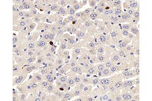 Immunohistochemistry analysis of paraffin-embedded mouse liver using LEP Polyclonal Antibody at dilution of 1:100. (Leptin anticorps)