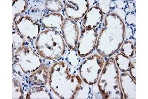 Immunohistochemical staining of paraffin-embedded Kidney tissue using anti-LIPG mouse monoclonal antibody. (LIPG anticorps)