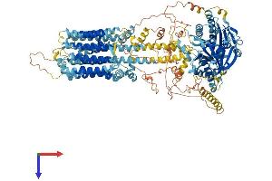 AlphaFold protein structure predicition of Human Recombinant ADCY8 Protein, UniprotID P40145