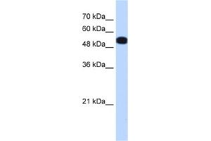 WB Suggested Anti-UGP2 Antibody Titration:  0. (UGP2 anticorps  (N-Term))