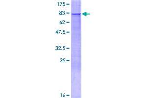 Image no. 1 for Peroxisomal Biogenesis Factor 13 (PEX13) (AA 1-403) protein (GST tag) (ABIN1314688)