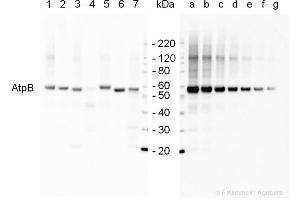 2 µg of total protein extracted with PEB from  leaf tissue of (1) Arabidopsis thaliana, (2) Spinacia oleracea, (3) Lycopersicon esculentum, (4) Glycine max, (5) Populus sp. (ATP1B1 anticorps  (Subunit beta))