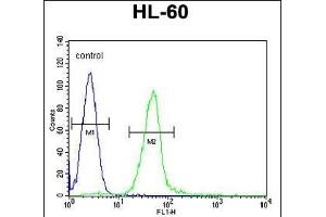 GGH Antibody (N-term) (ABIN655183 and ABIN2844798) flow cytometric analysis of HL-60 cells (right histogram) compared to a negative control cell (left histogram). (GGH anticorps  (N-Term))