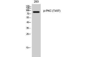 Western Blotting (WB) image for anti-Protein Kinase C (pan) (PKC pan) (pThr497) antibody (ABIN3182126)