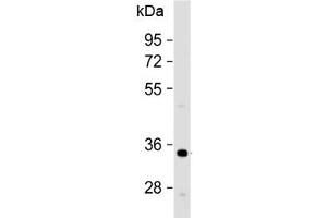 Western blot testing of human HeLa cell lysate with OR1B1 antibody at 1:500. (OR1B1 anticorps  (AA 149-183))