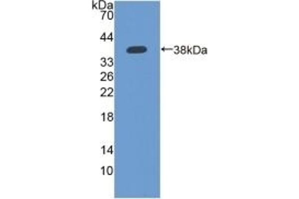 IFI35 抗体  (AA 2-286)