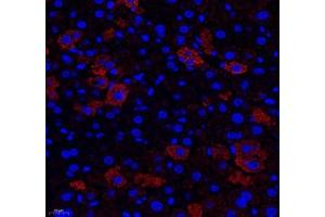 Immunofluorescence of paraffin embedded mouse liver using Aldh4a1 (ABIN7073000) at dilution of 1: 400 (400x lens)