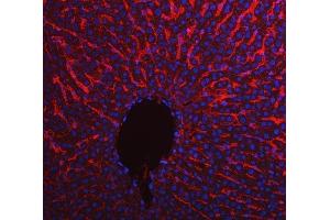 anti-Apolipoprotein E (APOE) (AA 55-294) antibody